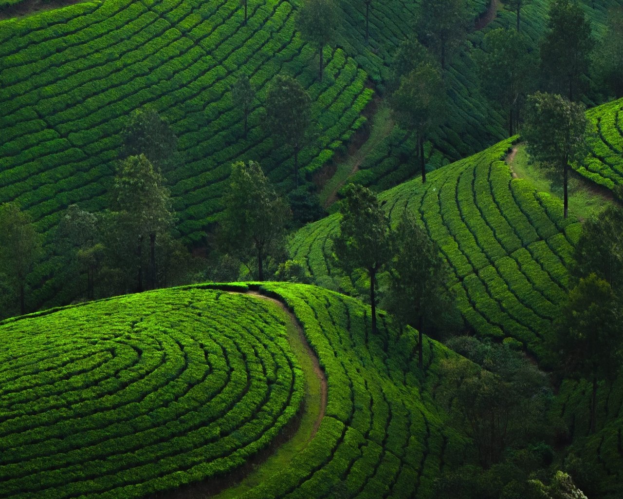 Curved rows of tea plantations in the Munnar hills, Kerala