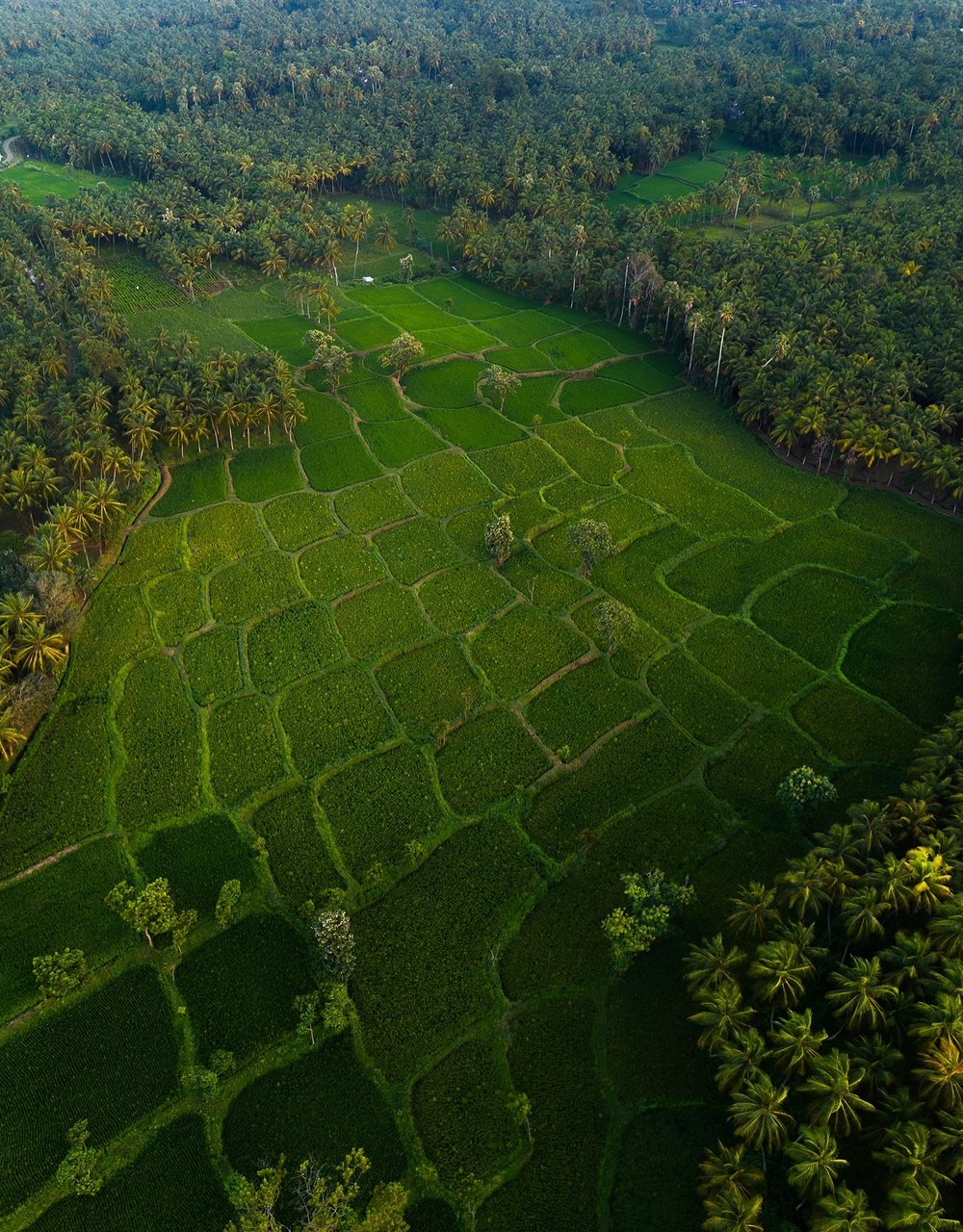 Aerial drone view of emerald terraced rice fields, Kerala