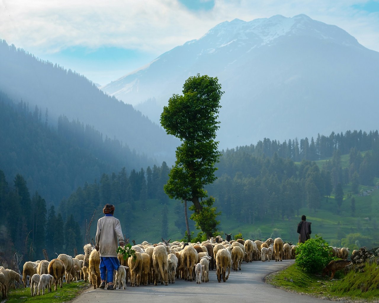 Shepherd leading a flock of sheep down a Kashmir mountain road
