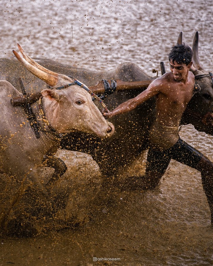 Maramadi bull race in Kerala